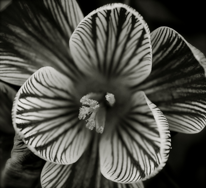 This is a black and white variation of a Green Spring flower Rob Paine 