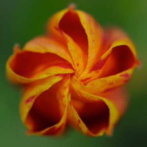 A four o'clock is shown shortly before opening on Monday evening, July 6, 2009 in Fairfax, Va., taken with a Nikkor 60mm 2.8 macro lens
