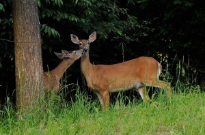 A deer gets a kiss from a mate on a mountain near Deep Creek Lake in Oakland, Maryland, June 30, 2009.