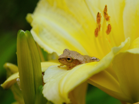 Rob paine frog in flower