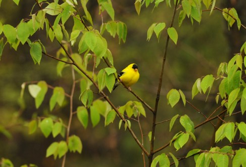 Rob Paine photo Deep Creek Images