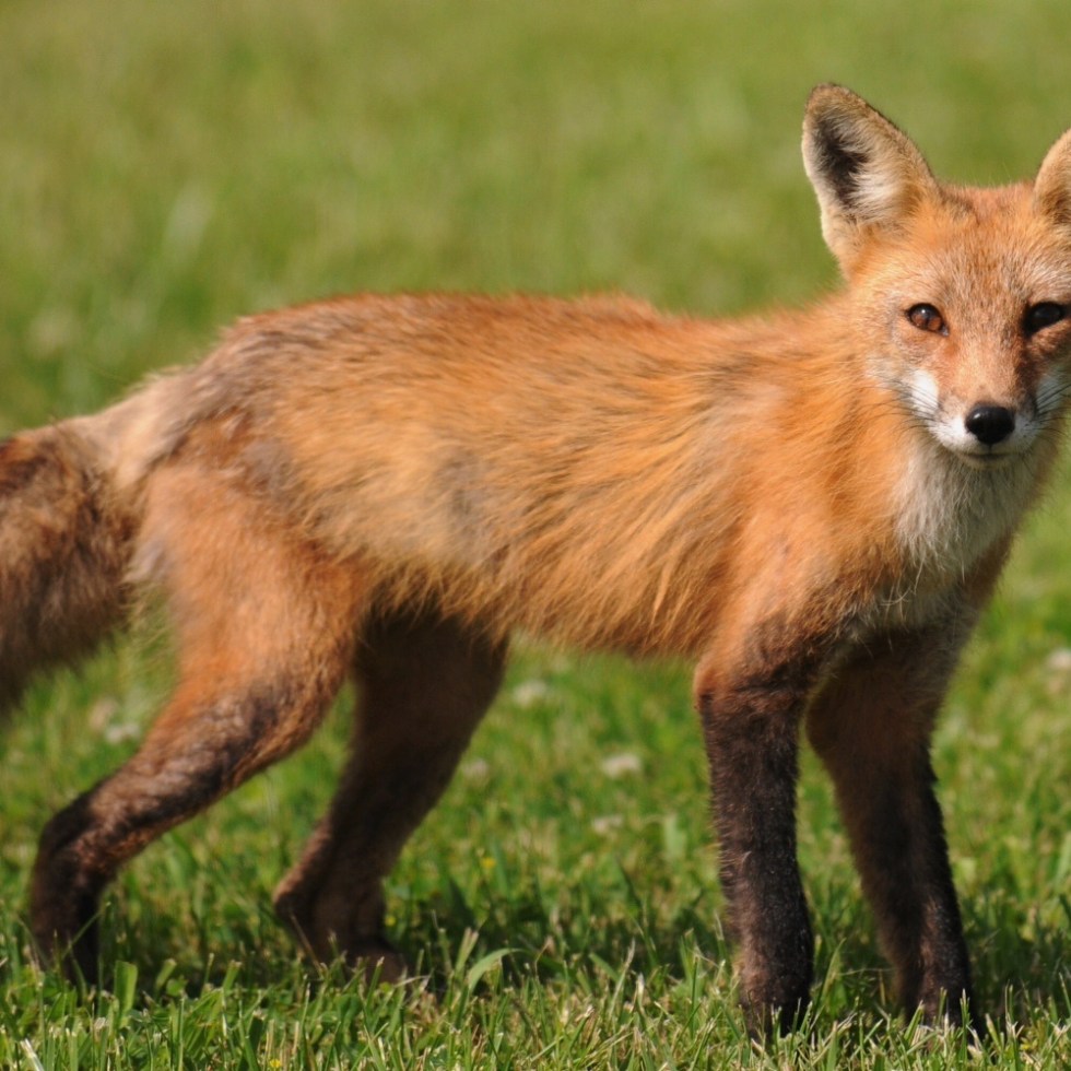 Rob paine fox nature