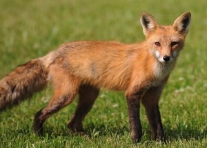 Rob paine fox nature