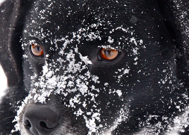 Dog Eyes