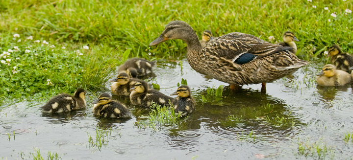 web puddle ducks