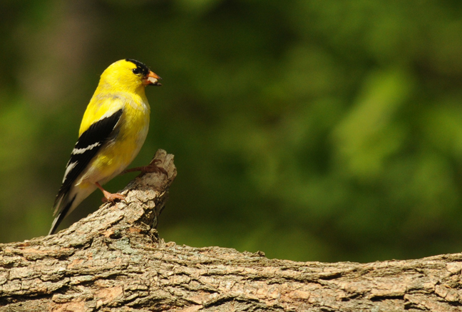 web american gold finch rob paine