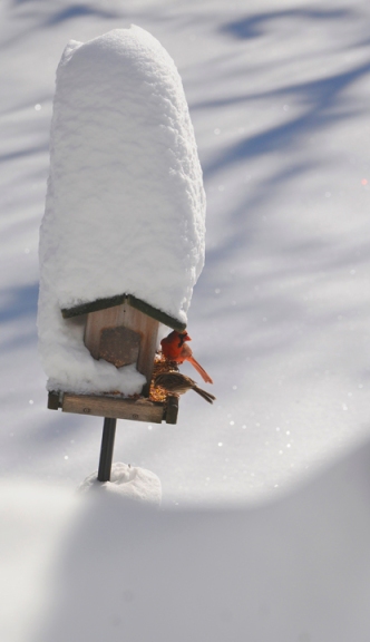 rob paine bird in snow