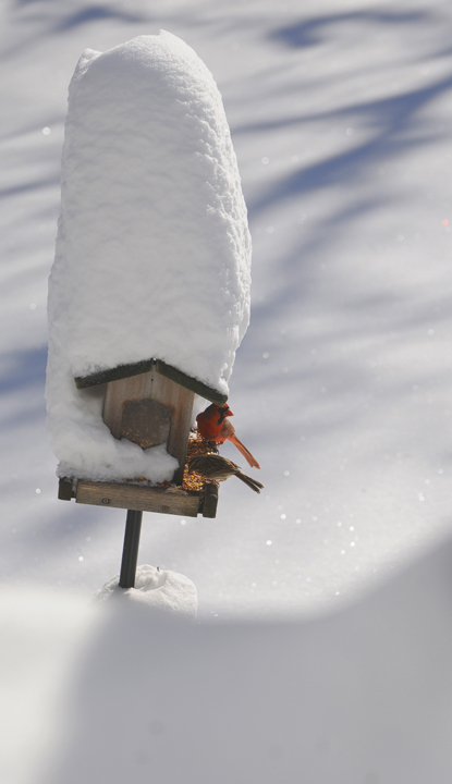 rob paine bird in snow