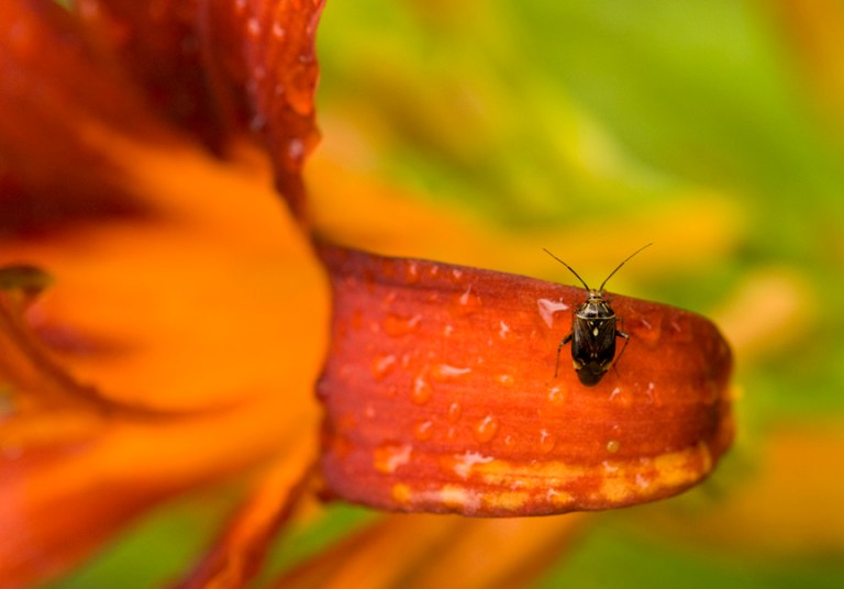 web bug on flower