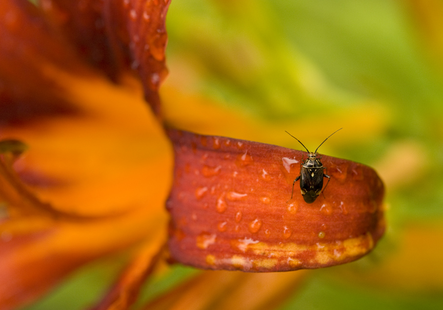 web bug on flower