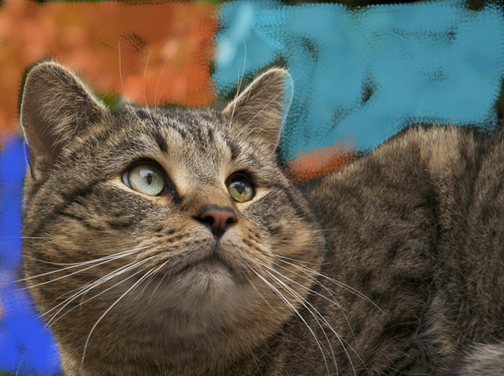 web cat eyes rob paine