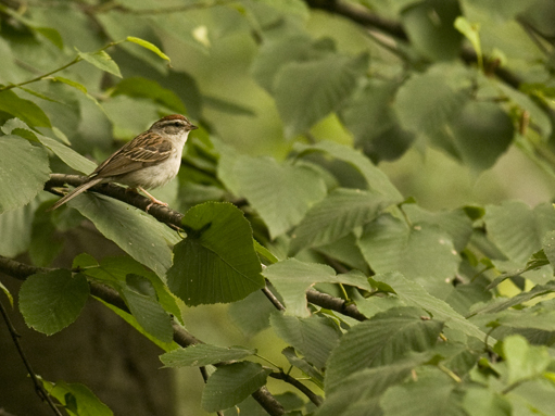 web chipping sparrow