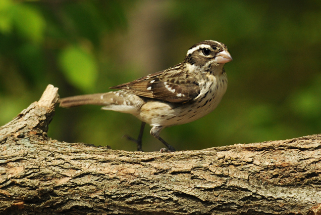 web female grossbeak rob paine