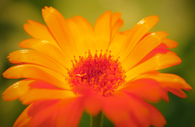 flower rob paine