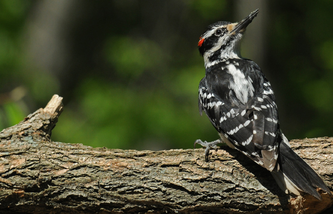 web hairy woodpecker rob paine