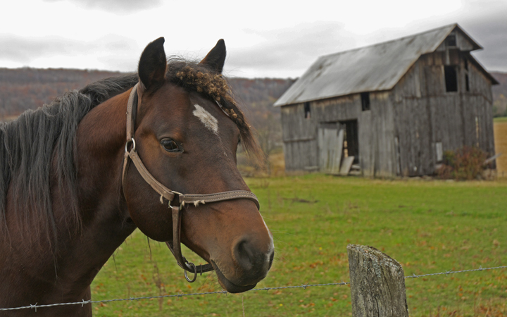 web horse and barn version two