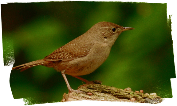 web house wren rob paine