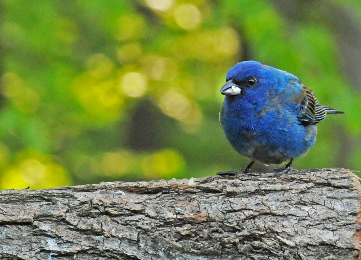 web indigo bunting rob paine