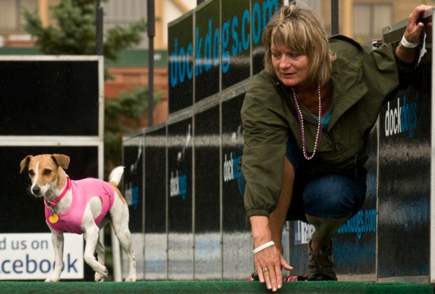 web jack russellNAT_4541