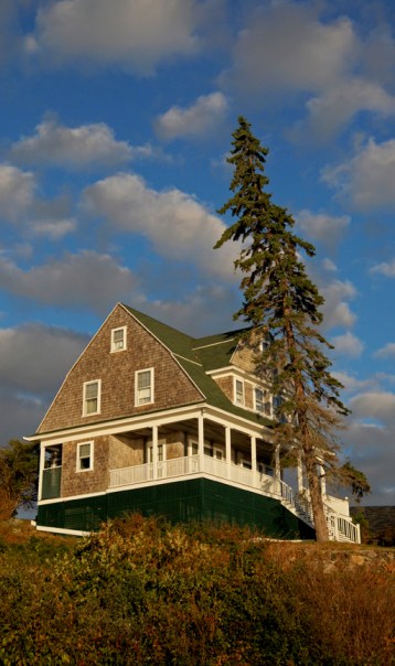 web leaning tree in maine rob paine
