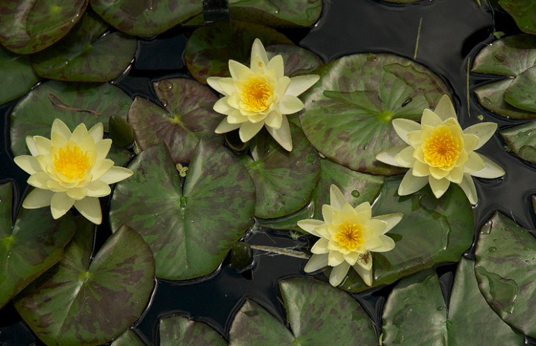 WEB LILY PADS ROB PAINE