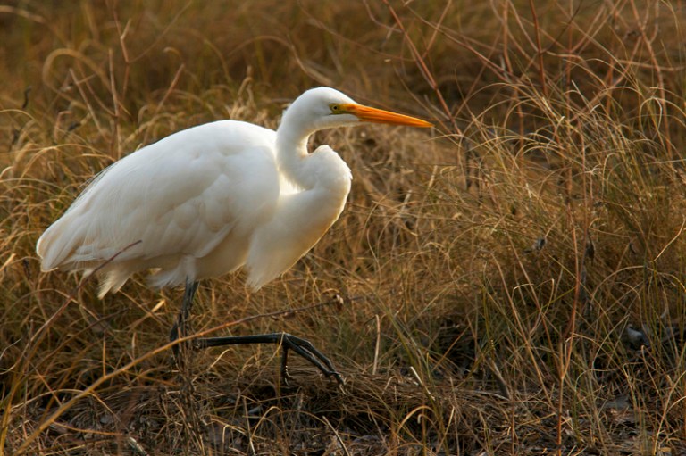rob paine white egret