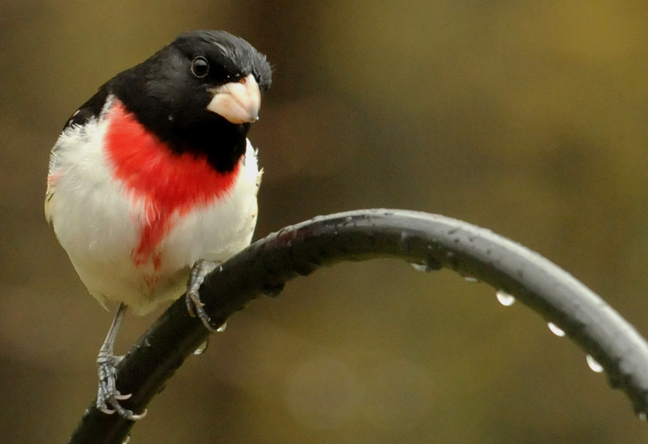 web male grossbeak rob paine