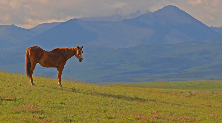 rob paine montana horse