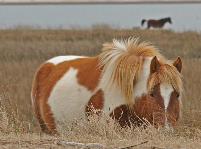 rob paine chincoteague ponies