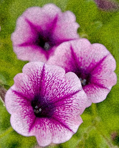 web purple flowers rob paine