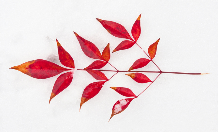 red on snow rob paine weather