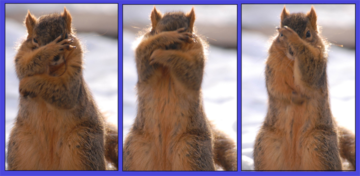 rob paine funny squirrel