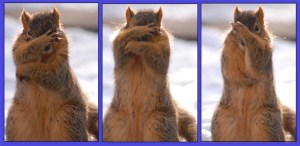 rob paine funny squirrel