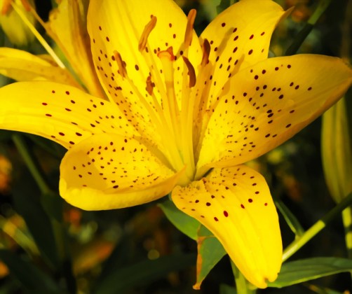 web spotted flower rob paine
