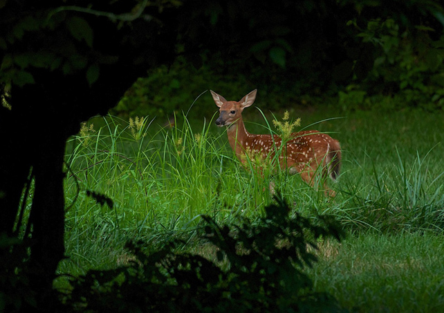 web suburban fawn rob paine