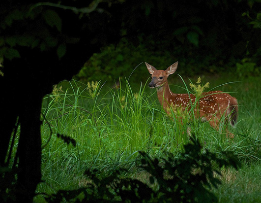 web suburban fawn rob paine
