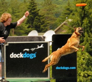 paine dockdogs