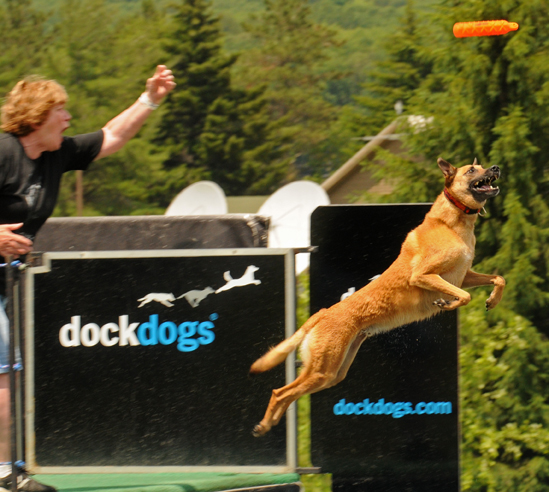 paine dockdogs