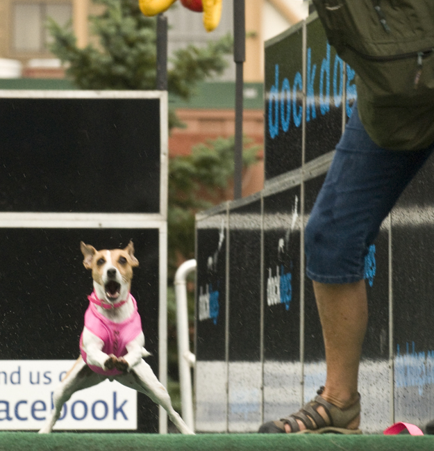 paine dog reaction jack russell