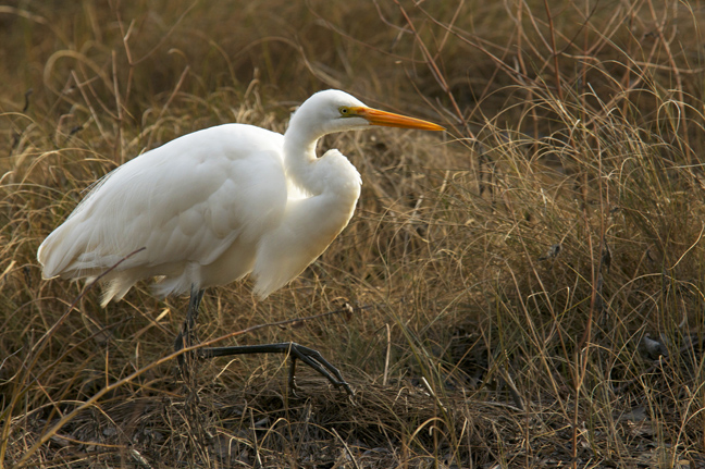 rob paine chincoteague egret