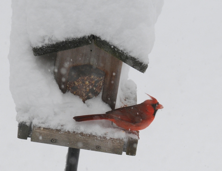 rob paine cardinal in snow