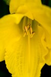 Rob Paine daylily