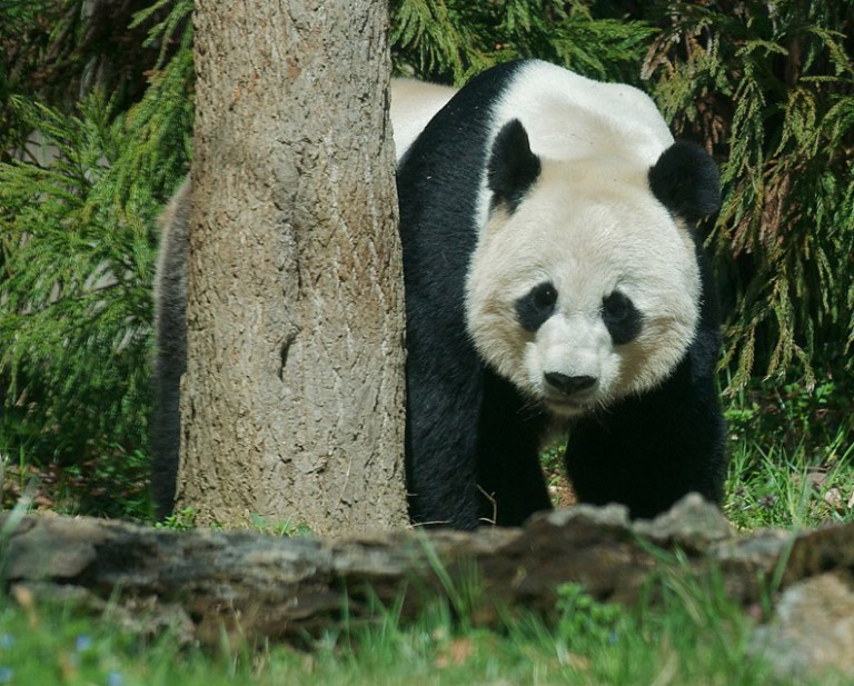 rob paine great panda  bear