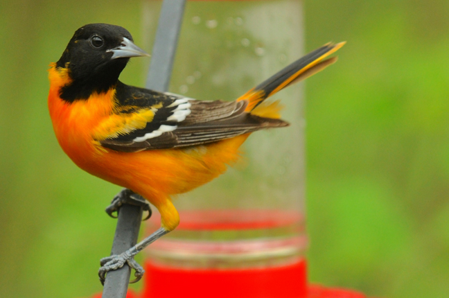 rob paine bird photography