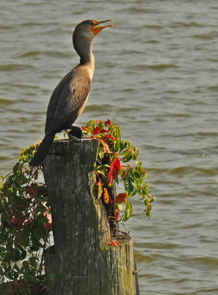 web bird on pier