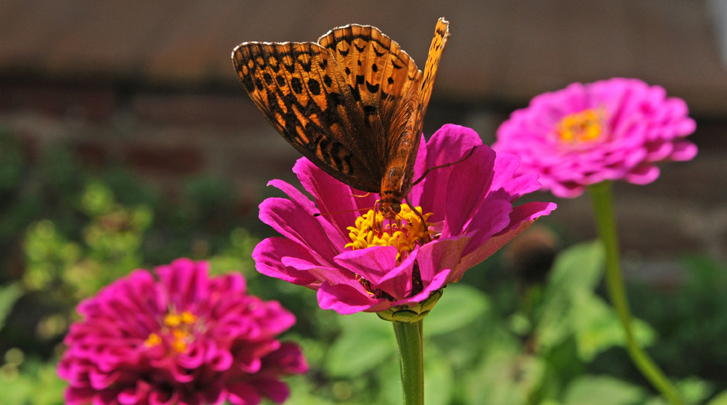 A butterfly lands on flower in garden in front of the main house at  Rippon  Lodge.