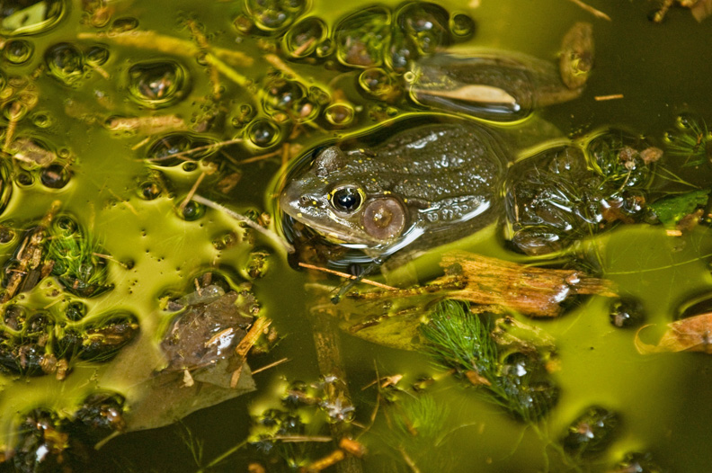 Rob Paine Arlington Frog