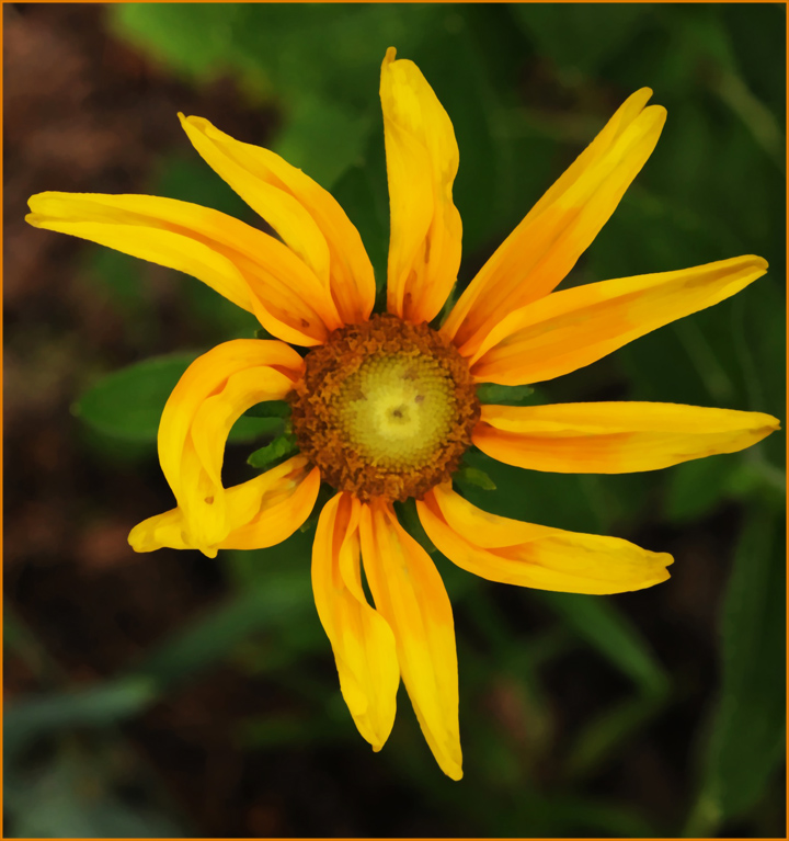 imperfect daisy rob paine