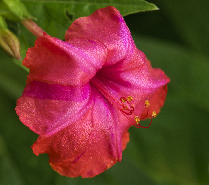 web four clock rob paine two