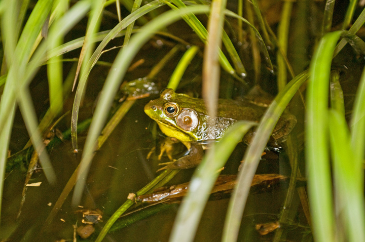 frog eye Rob Paine Arlington